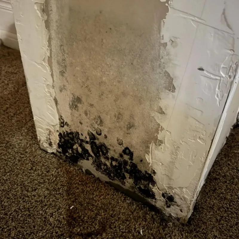 Professional Mold Removal in Blackstone, MA